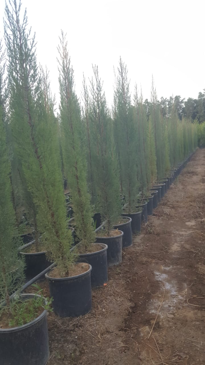 Nursery services in Yanbu KSA