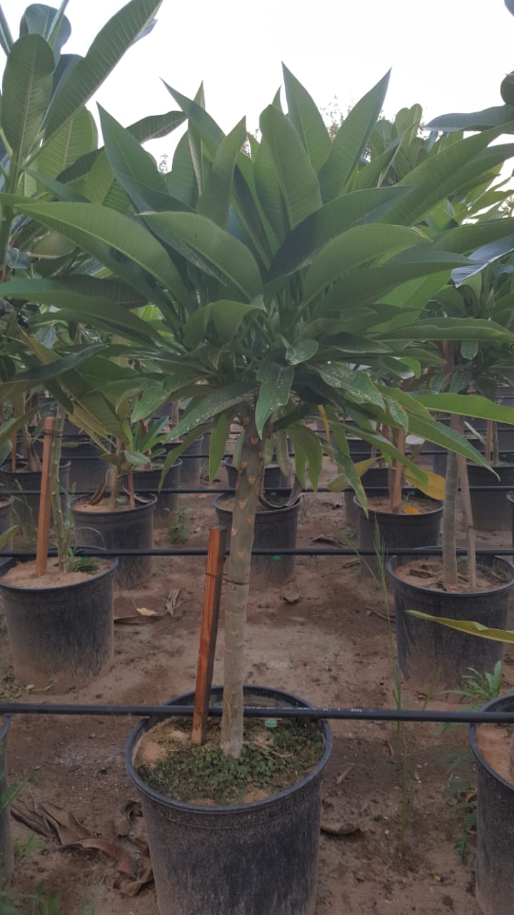 Nursery services in Yanbu KSA