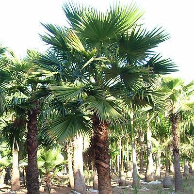 Nursery services in Yanbu KSA