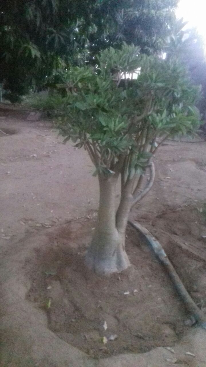 Nursery services in Yanbu KSA