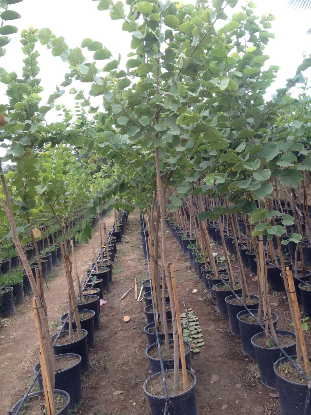 Nursery services in Yanbu KSA