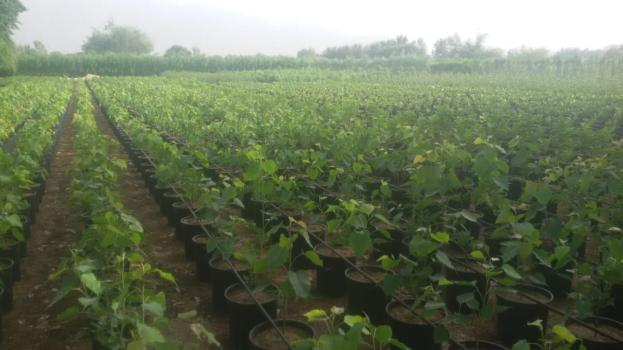 Nursery services in Yanbu KSA