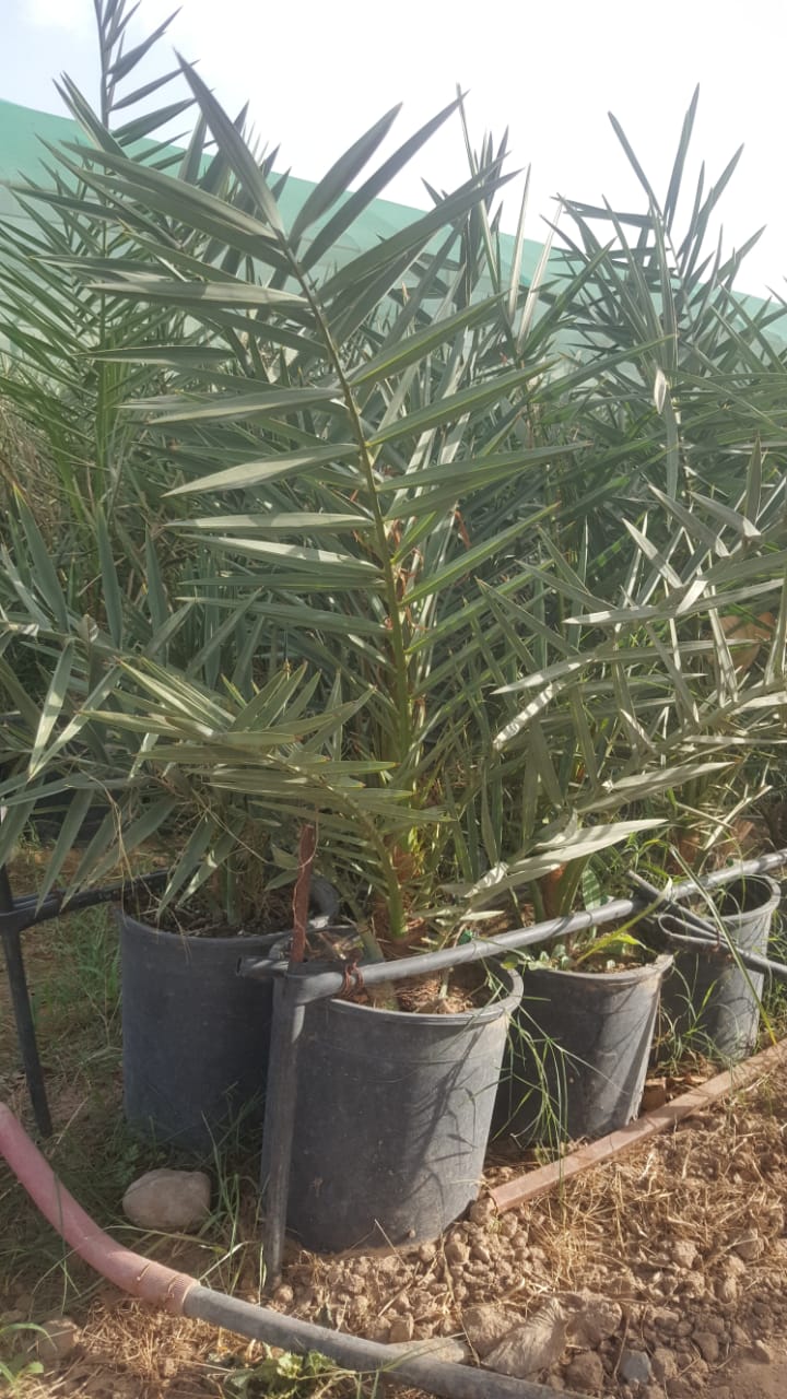 Nursery services in Yanbu KSA