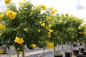 Nursery services in Yanbu KSA