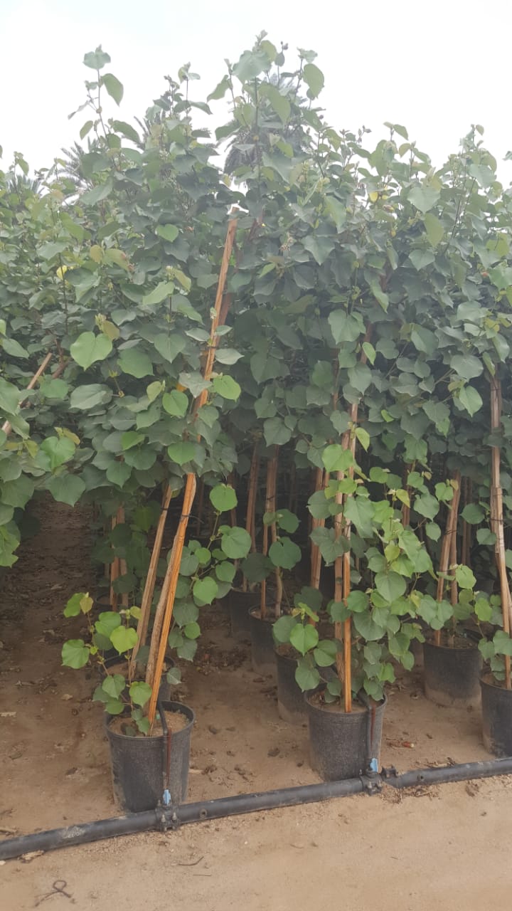 Nursery services in Yanbu KSA
